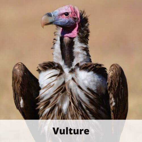 animals that start with v - vulture