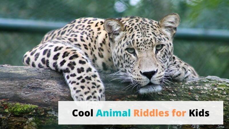 animal riddles for kids