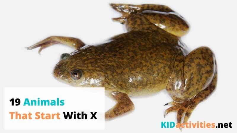 Animals that Start with X - 19 Animals that Start With the Letter X