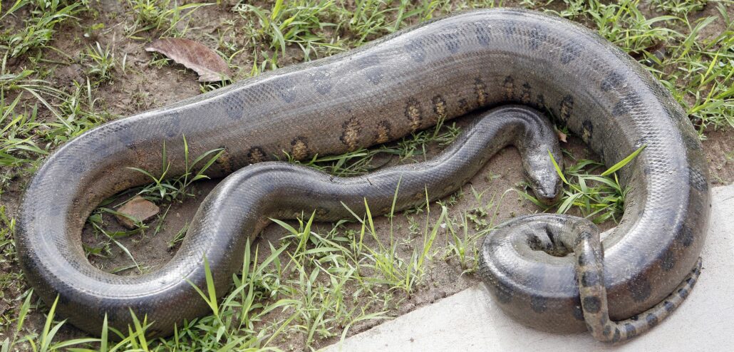 Anacondas on grass