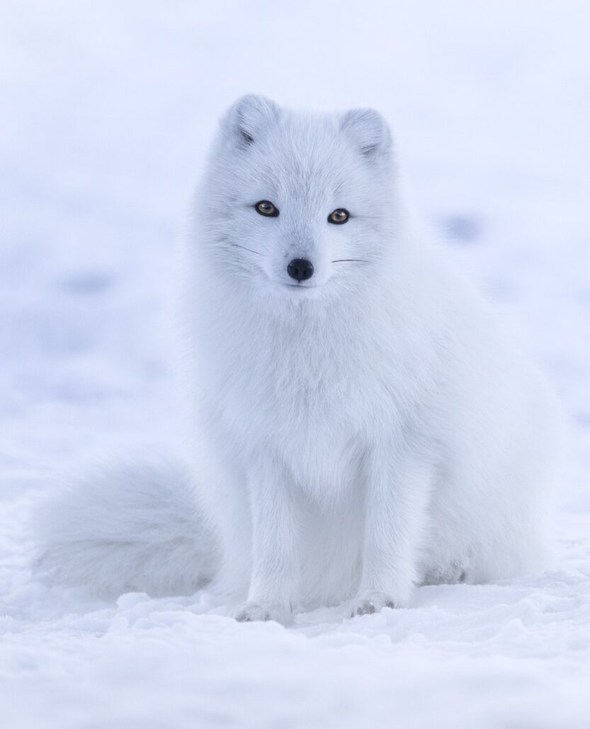 Arctic Fox with yellow eyes