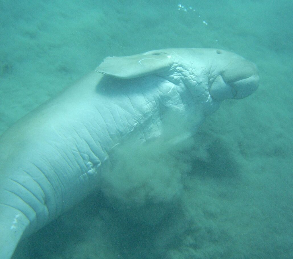 Dugong is another animal that start with D