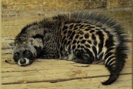 African Civet laying down on the floor