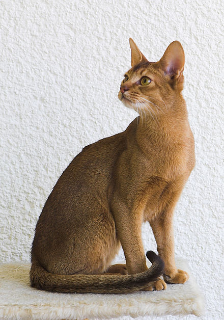 Abyssinian looking to the side next to a white wall