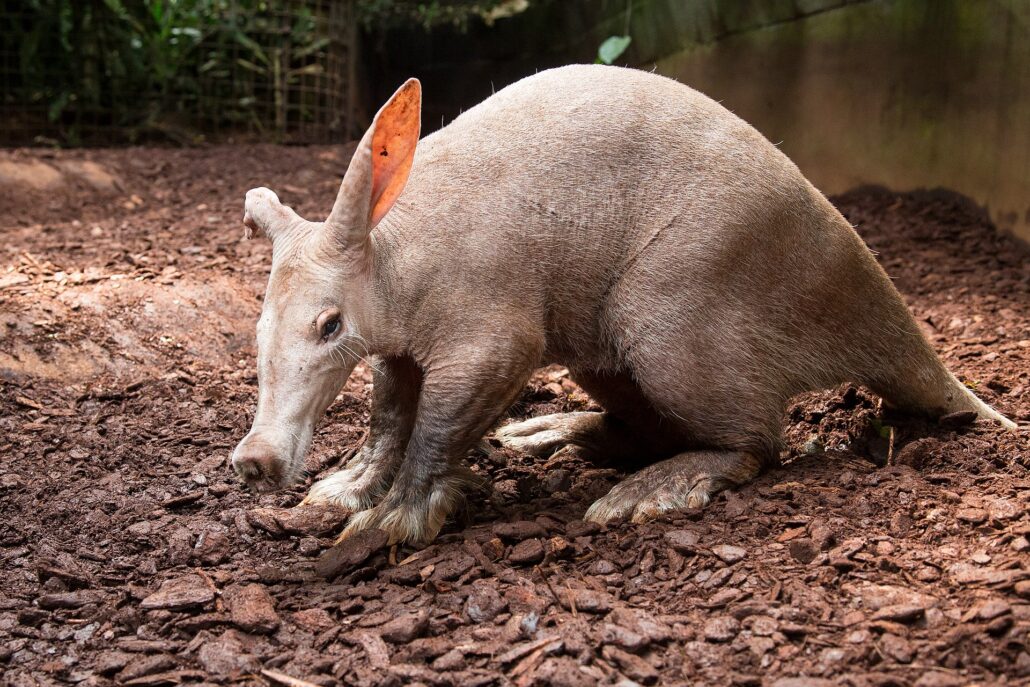 Aardvark animal - animals that start with a