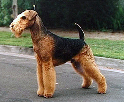 Airedale Terrier standing on the middle of the road - animals that start with a