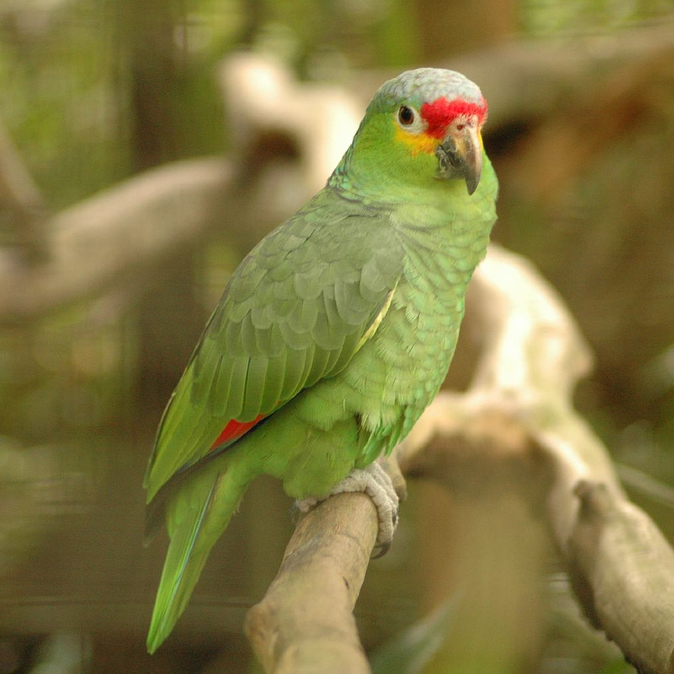 Amazon Parrot with green color and orange snot