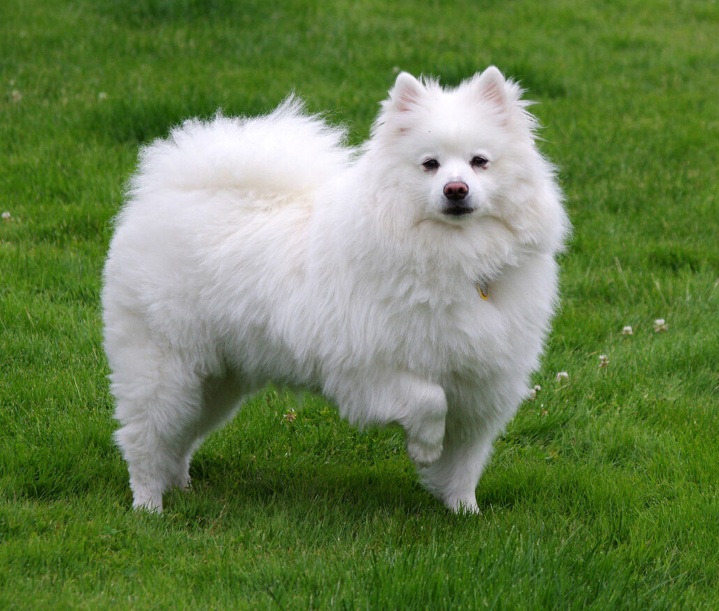 American Eskimo Dog lifting one leg up while standing on grass outside