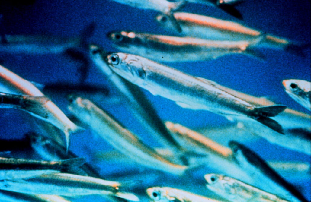 Anchovies - a pack of Anchovies in the ocean