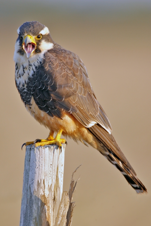 Αplomado Falcon standing on a tree edge