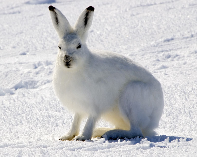 Arctic Hare sitting on snow