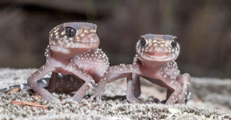 Two Australian Gecko standing next to each other 