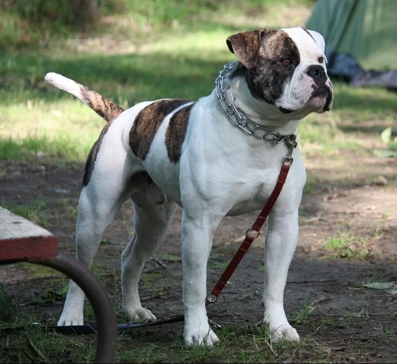 American Bulldog with a big chain and pointy tail - animals that start with a