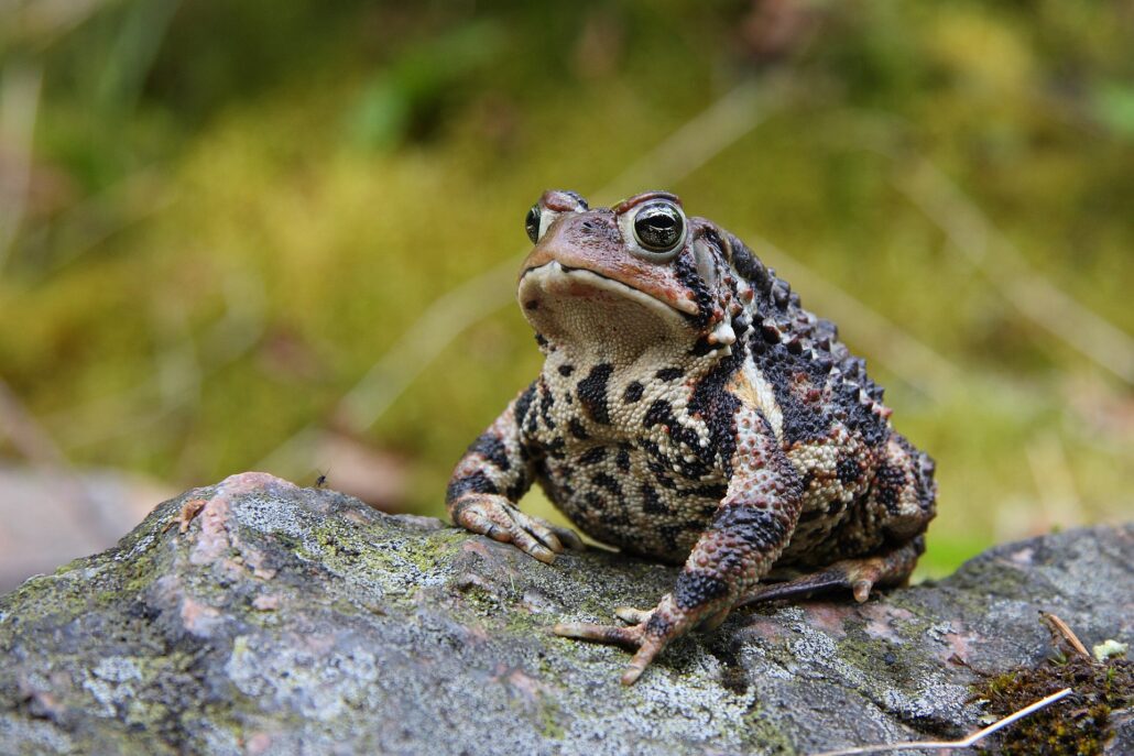 American Toad standing on a tree branch