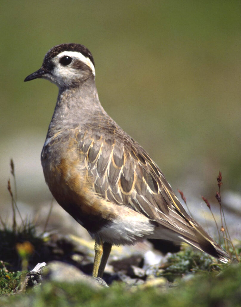 Dotterel is a bird that the name start with D 