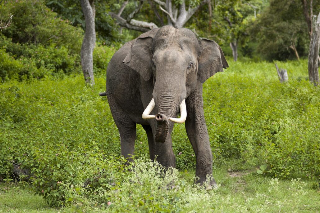 Asian Elephant walking through a green field - animals that start with a