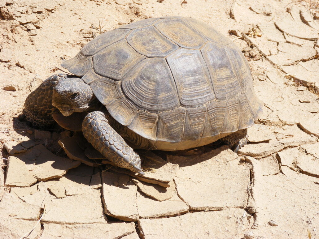 animals that start with d - the Desert Tortoise