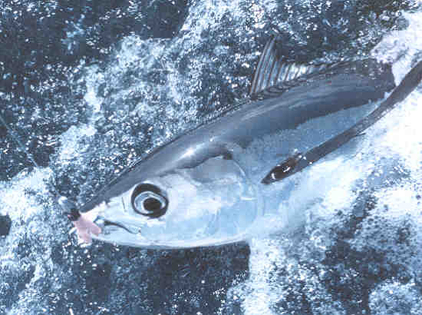 Albacore Tuna jumping out of water 
