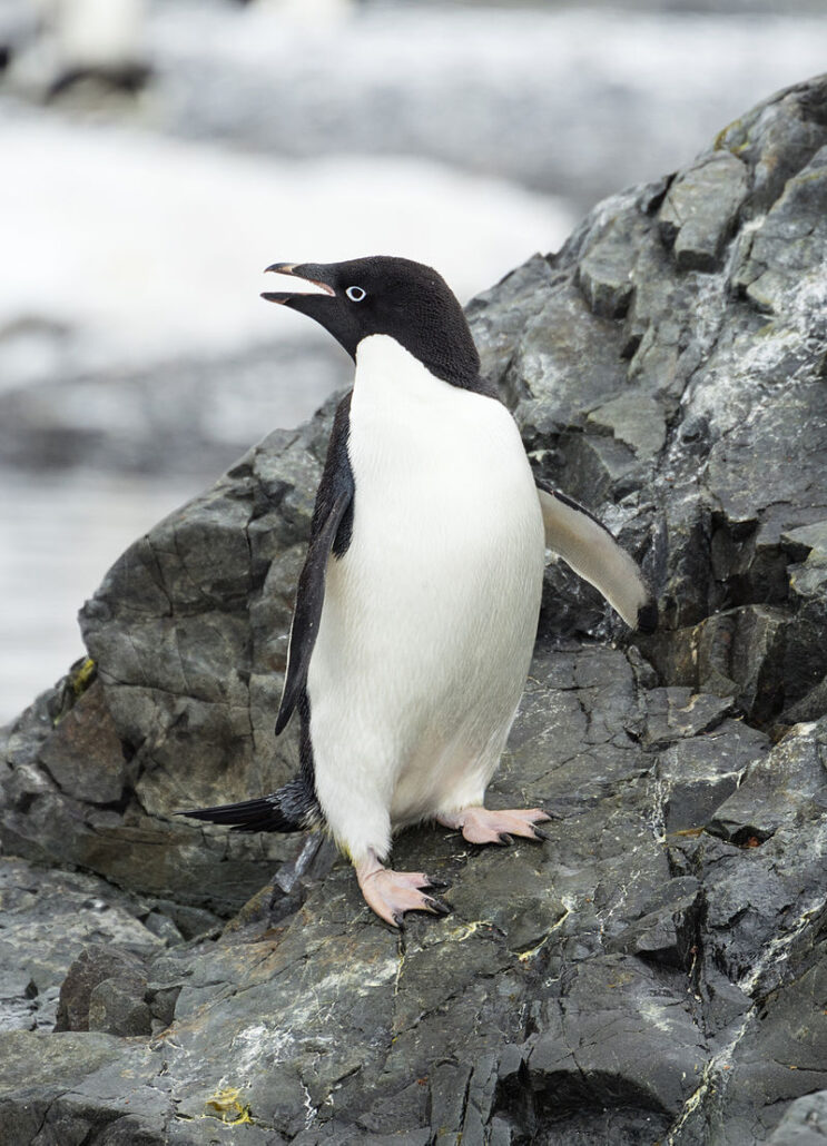 Adelie Penguin standing on rocks 