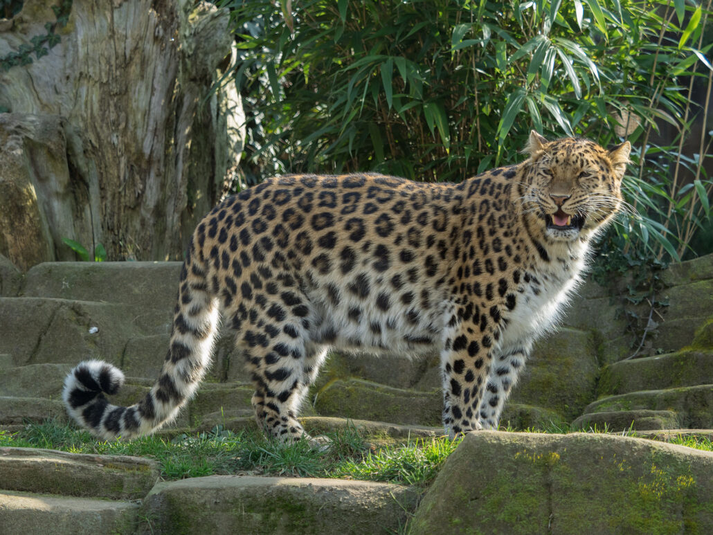 Amur Leopard with mouth half open
