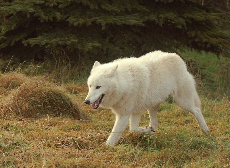 Arctic Wolf with white coat in a field - animals that start with a