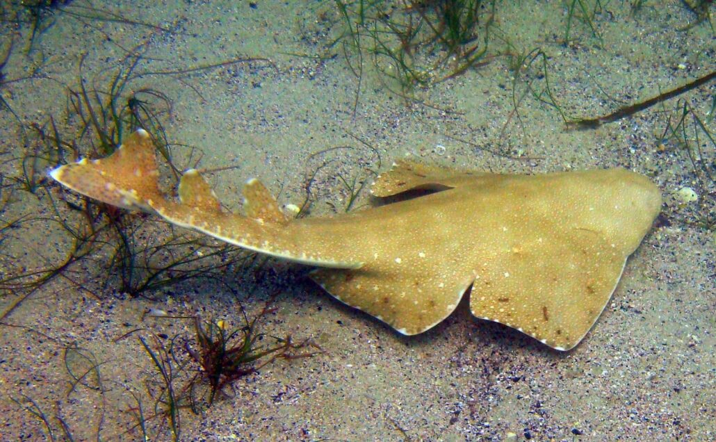 Angel Shark swimming on the bottom of the ocean - animals that start with a