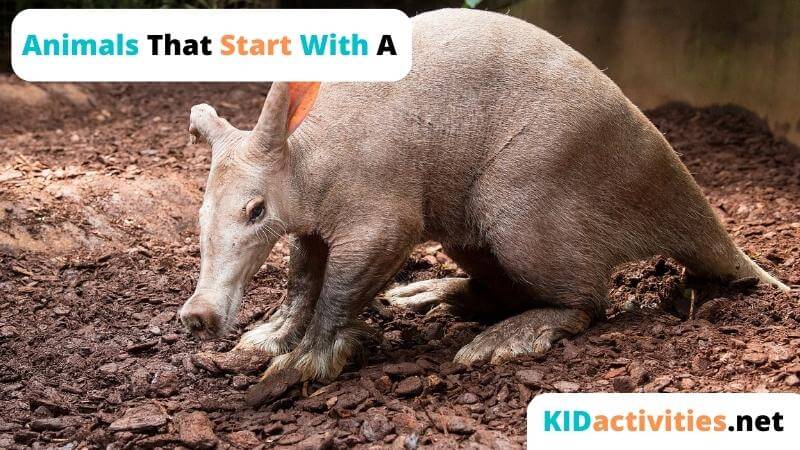 51 Animals that Start With Α – Animals that Start With the Letter A