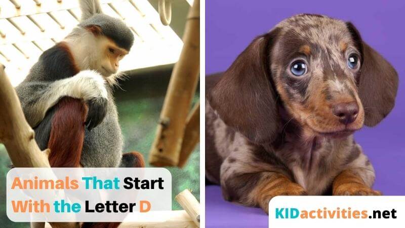 50 Animals that Start with D | 50 Animals That Start with the Letter D List