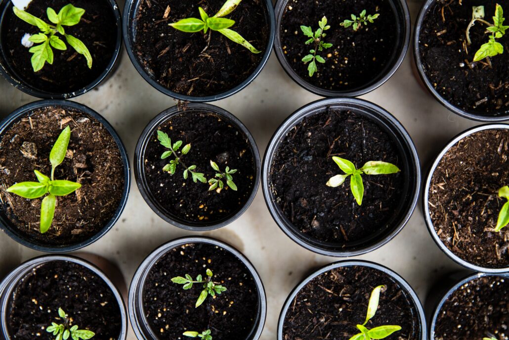 Build an Indoor Garden