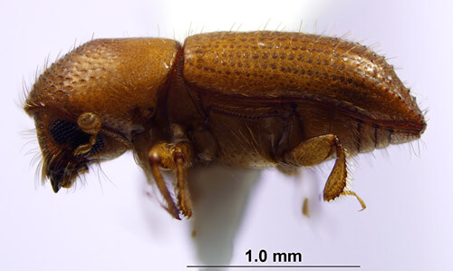 Ambrosia Beetle  under the microscope