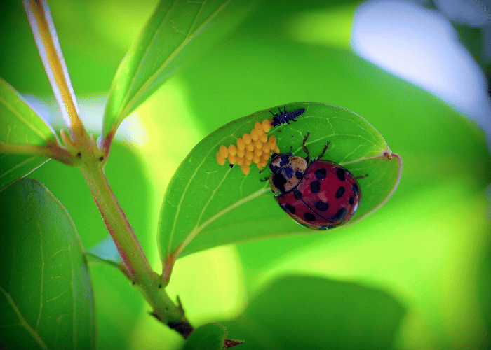 Lady bug eating food