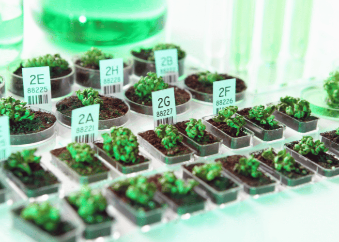 Plant Genetics Variation