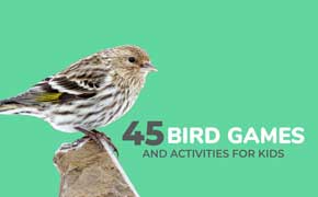 Bird Games and Activities for Kids